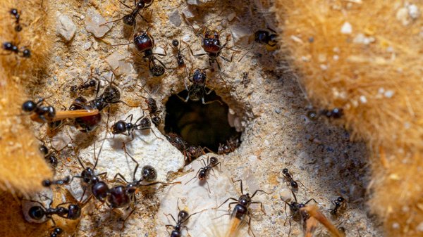 Fourmis : qu'est-ce qui les attire vraiment ?